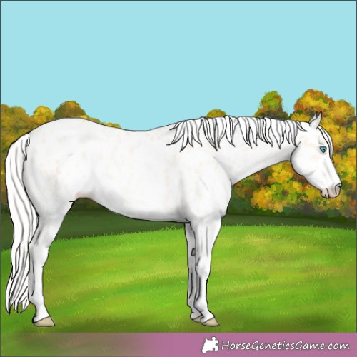 Horse Color:White Spotted Silver Buckskin Pearl Appaloosa 