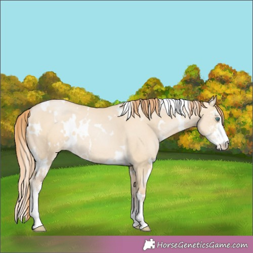 Horse Color:White Spotted Smoky Grullo Pearl Sabino 