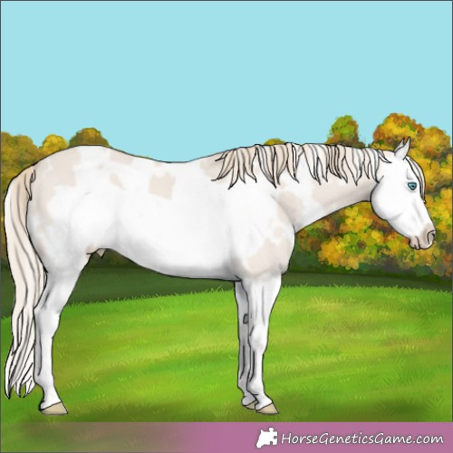 Horse Color:White Spotted Smoky Creme Dun Splash Frame 