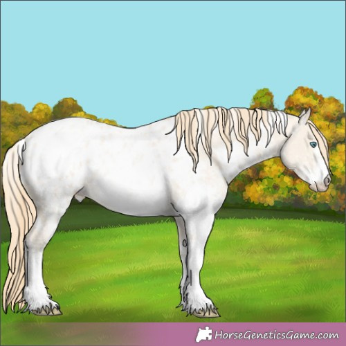 Horse Color:White Spotted Smoky Grullo Pearl Appaloosa Rabicano 