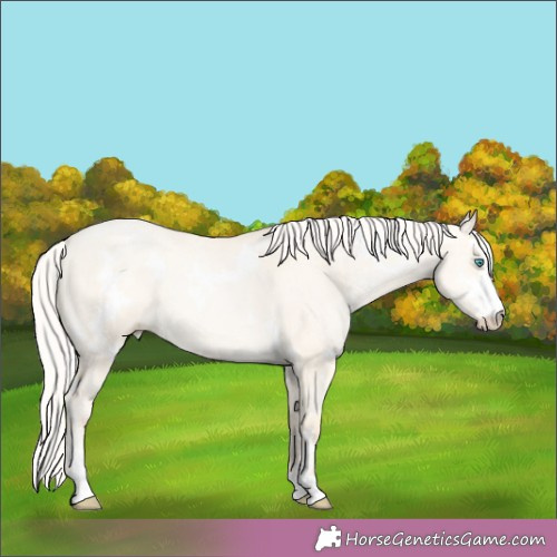 Horse Color:White Spotted Silver Amber Cream Champagne Pearl Dun Sabino Rabicano 