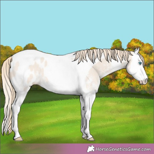 Horse Color:White Spotted Perlino Splash Tobiano Appaloosa 