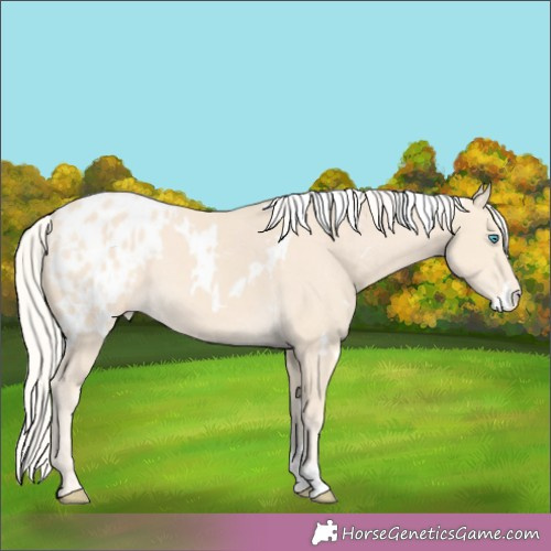 Horse Color:White Spotted Cremello Appaloosa Rabicano 