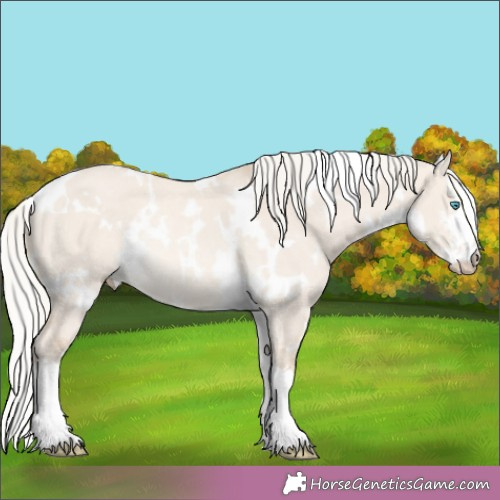 Horse Color:White Spotted Cremello Dun Rabicano 