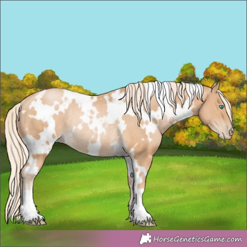 Horse Color:White Spotted Palomino Pearl Rabicano 