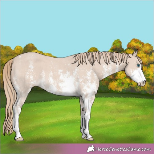 Horse Color:Smoky Creme Sabino 