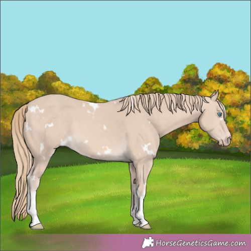 Horse Color:White Spotted Perlino 