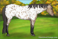 Horse Color:Gray Bay Dun Appaloosa 