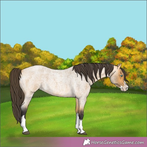 Horse Color:Buckskin Roan Splash 