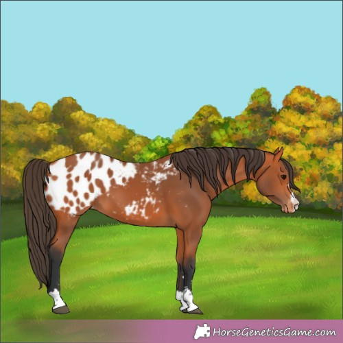 Horse Color:Bay Appaloosa 
