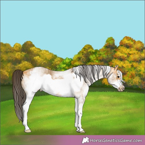 Horse Color:White Spotted Buckskin Frame 