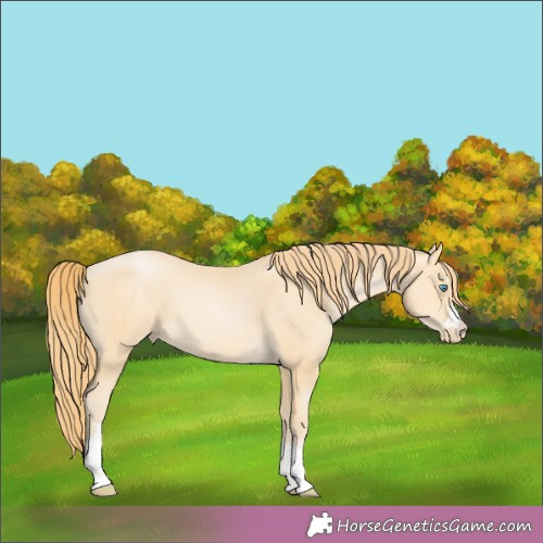 Horse Color:Buckskin Pearl 