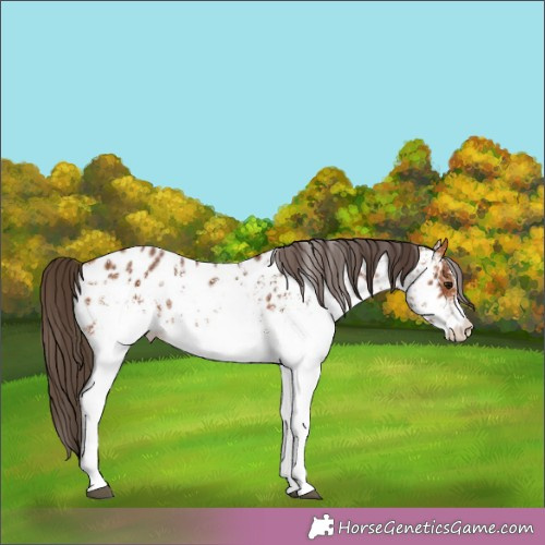Horse Color:White Spotted Bay Appaloosa 