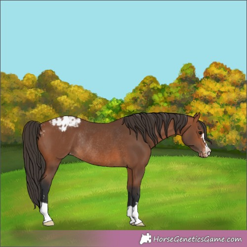 Horse Color:Bay Appaloosa Rabicano 