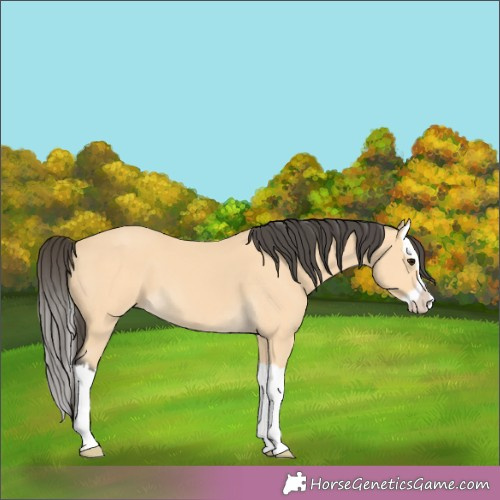 Horse Color:Buckskin Splash 
