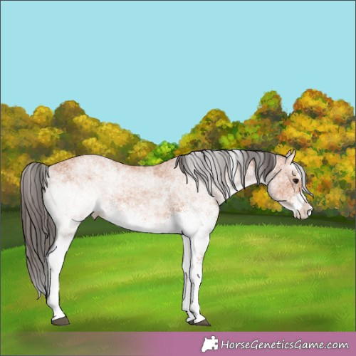 Horse Color:White Spotted Bay Splash 