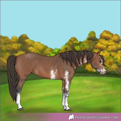 Horse Color:White Spotted Bay 