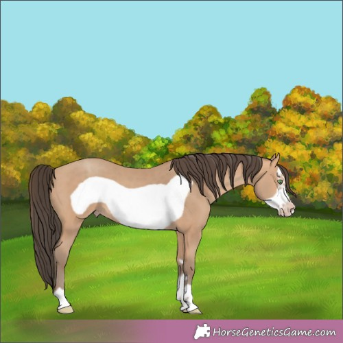 Horse Color:Amber Champagne Frame 
