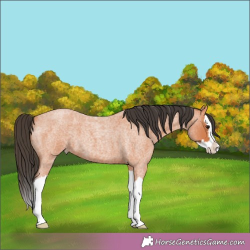 Horse Color:Bay Roan Splash 