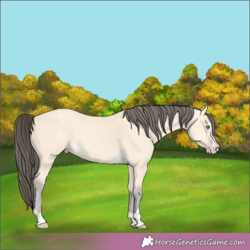 Horse Color:Amber Cream Champagne 
