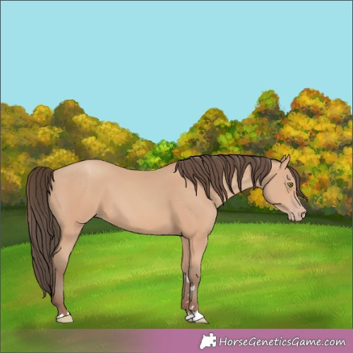 Horse Color:Amber Champagne 