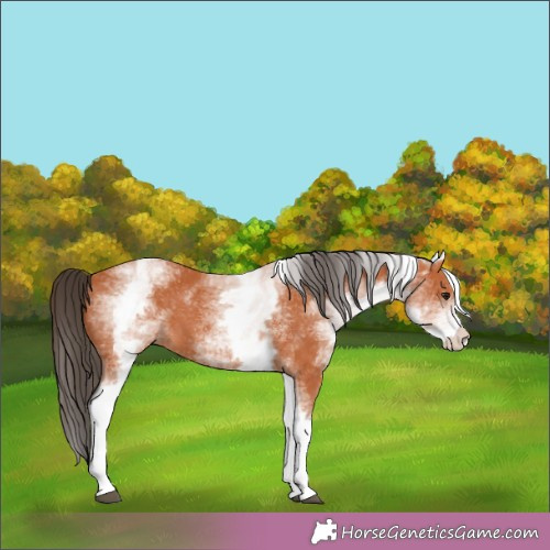 Horse Color:White Spotted Bay 