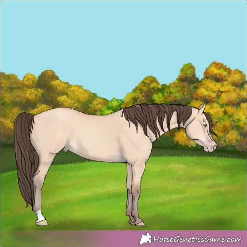 Horse Color: Amber Champagne Dun 