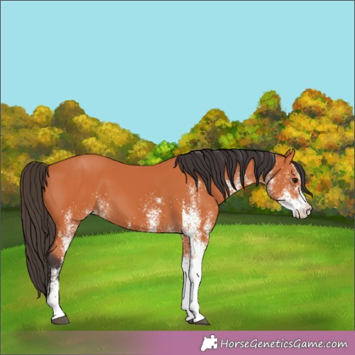 Horse Color:White Spotted Bay 