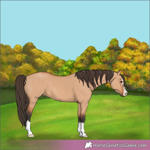 Horse Color:Bay Dun 