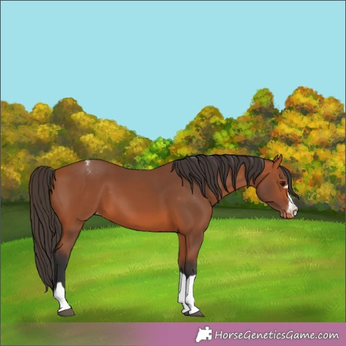 Horse Color:Bay Appaloosa 
