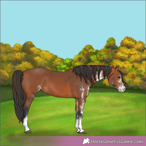 Horse Color:White Spotted Bay 
