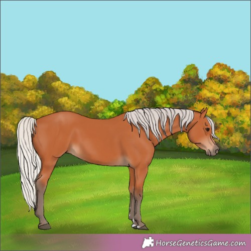 Horse Color:Silver Bay 