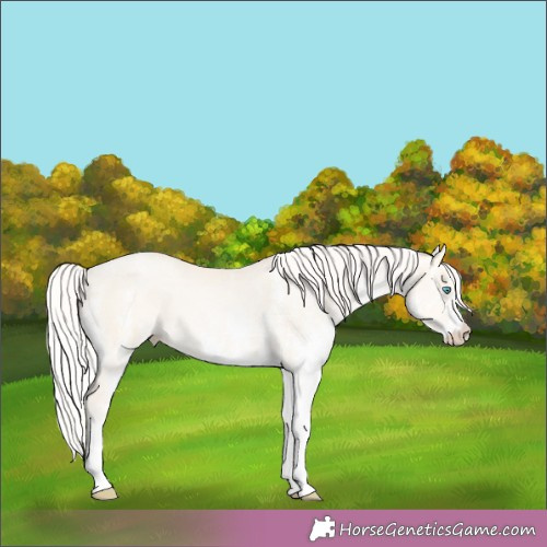 Horse Color:White Spotted Silver Amber Cream Champagne Pearl Dun 