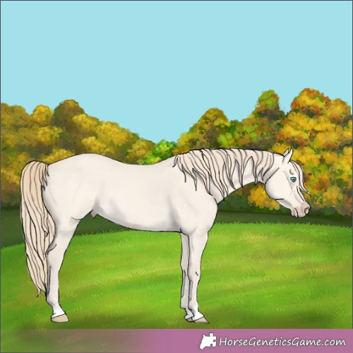 Horse Color:Perlino Dun 