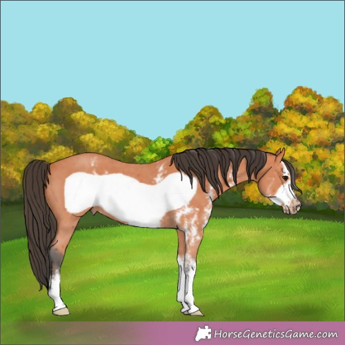 Horse Color:Bay Sabino Frame 
