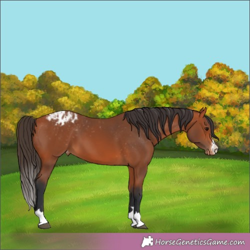 Horse Color:Bay Appaloosa 