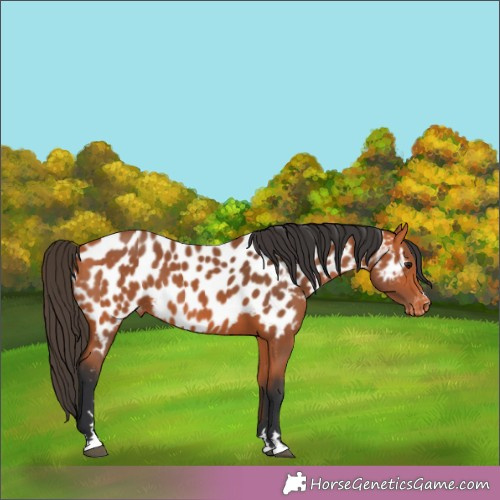 Horse Color:Bay Appaloosa 