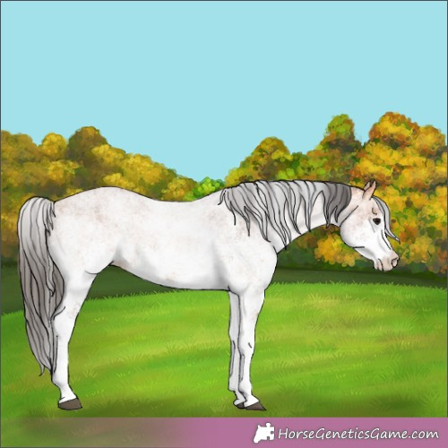 Horse Color:White Spotted Bay 