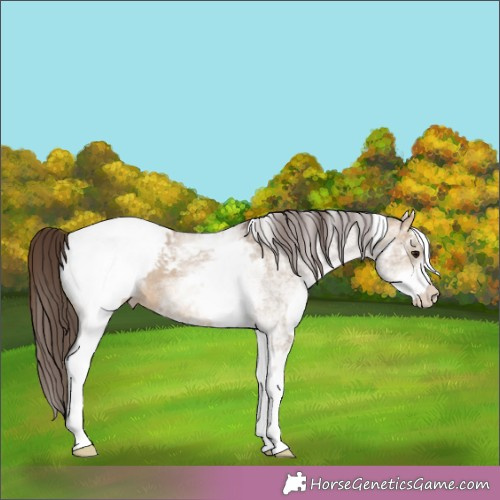 Horse Color:White Spotted Brown Dun Appaloosa 