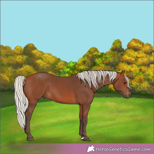 Horse Color:Silver Brown 