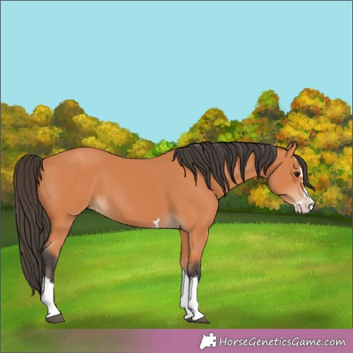 Horse Color:Bay Splash 