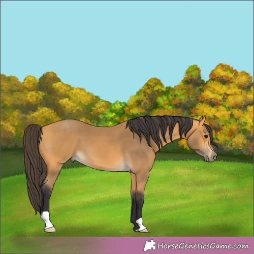 Horse Color:Buckskin 
