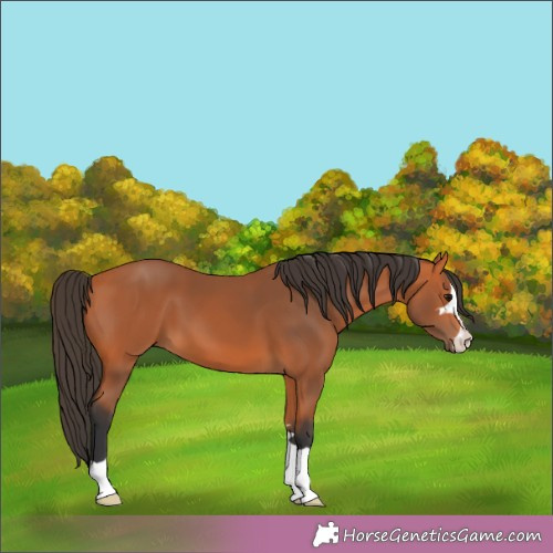 Horse Color:Brown 