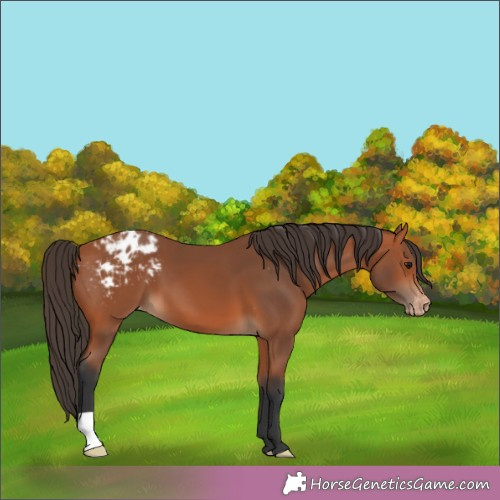 Horse Color:Bay Appaloosa 