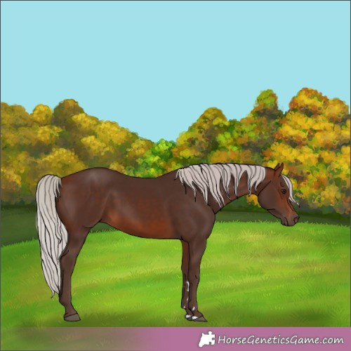 Horse Color:Silver Bay 