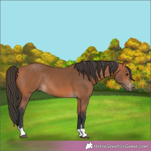 Horse Color:Bay Rabicano 
