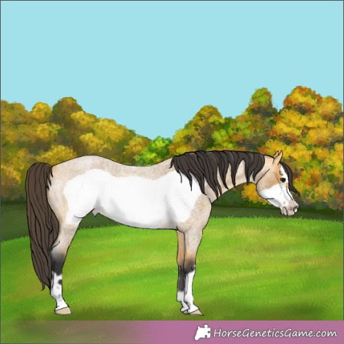 Horse Color:Buckskin Roan Frame 