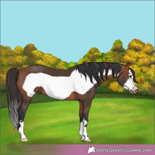 Horse Color:Bay Frame 