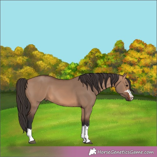 Horse Color:Bay Dun 