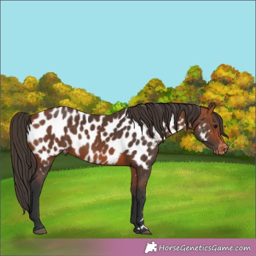 Horse Color:Bay Appaloosa 